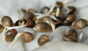 Проращивание семян марихуаны
